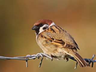 tree sparrow on barbed wire, passer montanus