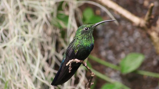 Green-Throated Carib Hummingbird