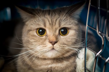 Cat inside pet carrier