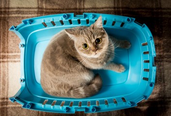 A cat sits on a plastic bottom part of pet carrier cage