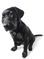 Schwarzer Labrador Retriever Welpe isoliert vor weissem Hintergrund 