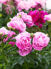 flowers bright pink fragrant peonies