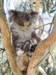 Koala sitting on eucalyptus