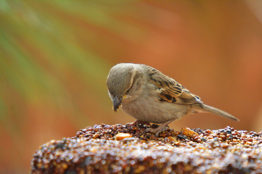 Colorful Wild Bird Eating From A Bird Seed Block Feeder