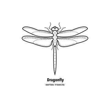 The insect - dragonfly.