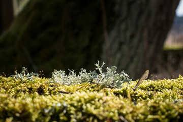 Lichen pseudovernia furfuracea (tree moss) on moss covered dead tree trunk.