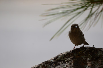 Southwest USA Beautiful Dark streaks Female House Sparrow Underparts grayish, upperparts brownish black with dark streaks. Females are a plain buffy-brown overall with dingy gray-brown underparts.