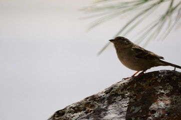 Southwest USA Beautiful Dark streaks Female House Sparrow Underparts grayish, upperparts brownish black with dark streaks. Females are a plain buffy-brown overall with dingy gray-brown underparts.