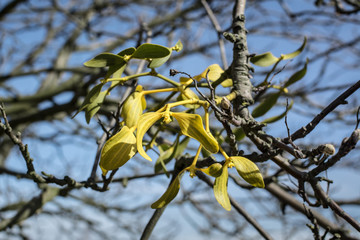 Young mistletoe (viscum laxum / album) on naked tree branch against blue sky. 