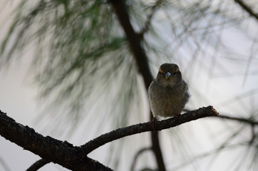 Southwest USA Beautiful Dark streaks Female House Sparrow Underparts grayish, upperparts brownish black with dark streaks. Females are a plain buffy-brown overall with dingy gray-brown underparts.