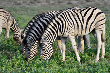 Fototapeta na wymiar Zebras in Etosha, Namibia