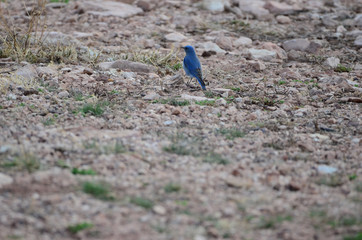 Southwest USA Beautiful Mountain Blue Bird, Male are sky-blue, a bit darker on wings and tail and a bit paler below, with white under the tail. Females gray-brown with pale blue in the wings and tail.