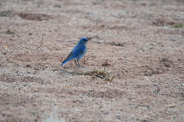 Southwest USA Beautiful Mountain Blue Bird, Male are sky-blue, a bit darker on wings and tail and a bit paler below, with white under the tail. Females gray-brown with pale blue in the wings and tail.