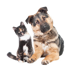Funny pair of cat and dog looking into one side isolated on white