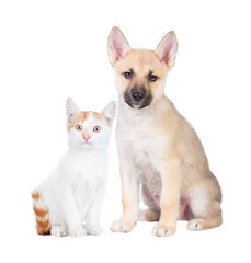 Friendship of little kitten and malinois puppy isolated on white 