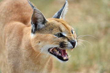 Obraz premium Caracal portrait in Namibia