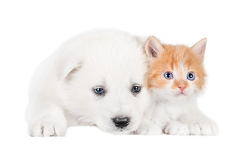 Friendship of little red kitten with samoyed puppy isolated on white 