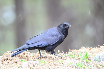 Southwest USA Beautiful Common Raven or American Crow, are entirely black, right down to the legs, eyes, and beak. Feathers covering nostrils and base of bill.