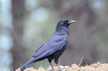 Fototapeta premium Southwest USA Beautiful Common Raven or American Crow, are entirely black, right down to the legs, eyes, and beak. Feathers covering nostrils and base of bill.