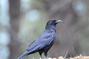Southwest USA Beautiful Common Raven or American Crow, are entirely black, right down to the legs, eyes, and beak. Feathers covering nostrils and base of bill.