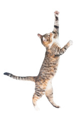 Funny cat walking on its hind legs isolated on white