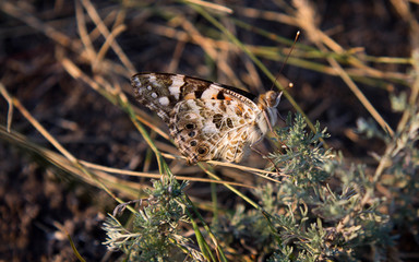 Urticaria (butterfly)