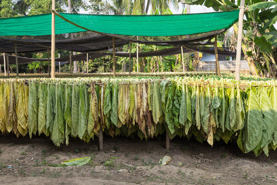 Tabakernte. Tabakbl&auml;tter h&auml;ngen auf dem Bambusger&uuml;st zum Trocknen, um weiter zum Zigarren und Cigaretten bearbeitet zuwerden.
