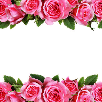Rose flowers dorders