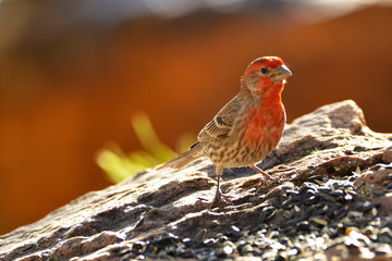 Southwest USA Beautiful Red Male House Finches are small, bright orange red on forehead, throat, and breast Brown back streaking thick grayish bill
