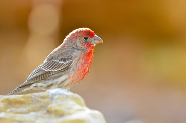 Southwest USA Beautiful Red Male House Finches are small bright orangish red on forehead, throat, and breast Brown back streaking thick grayish bill
