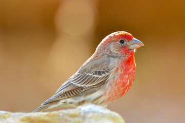 Southwest USA Beautiful Red Male House Finches are small bright orangish red on forehead, throat, and breast Brown back streaking thick grayish bill