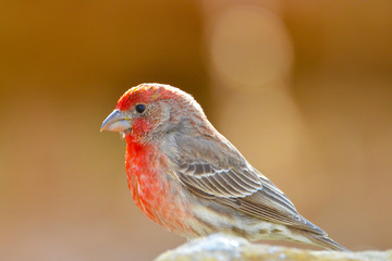 Southwest USA Beautiful Red Male House Finches are small bright orangish red on forehead, throat, and breast Brown back streaking thick grayish bill
