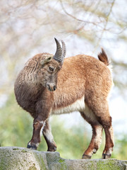 Alpine ibex (Capra ibex)
