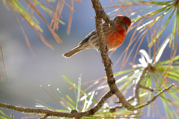 Southwest USA Beautiful Red Male House Finches are small bright orangish red on forehead, throat, and breast Brown back streaking thick grayish bill