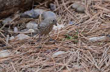 Southwest USA Beautiful Brown Streaked female House Finch House Finches The wings are short, making the tail seem long. Brown and streaked overall Plain face thick grayish bill notched tails.