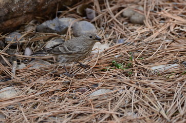 Southwest USA Beautiful Brown Streaked female House Finch House Finches The wings are short, making the tail seem long. Brown and streaked overall Plain face thick grayish bill notched tails.