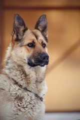 Portrait of a dog.