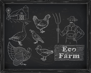 beautiful chicken turkey duck goose quail on the farm and farmer