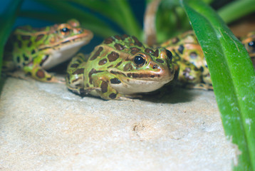 green frog on a rock