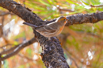 Southwest USA Beautiful Orange Male House Finches Bright orange red on forehead, throat, and breast Brown back and wings Thick brown streaking thick grayish bill, shallow notch in its tail.
