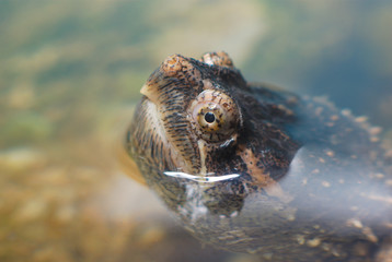 turtle head out of water close up