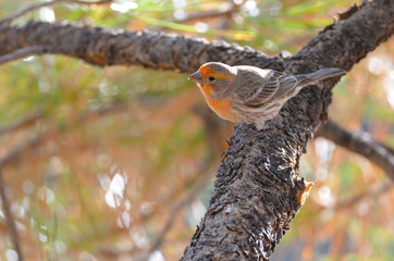 Southwest USA Beautiful Orange Male House  Bright orange red on forehead, throat, and breast Brown back and wings Thick brown streaking thick grayish bill
