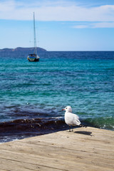 White seagull on the pier over the sea and yacht