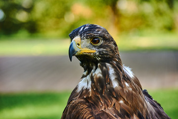 Portrait of a young white-tailed eagle in Poland.