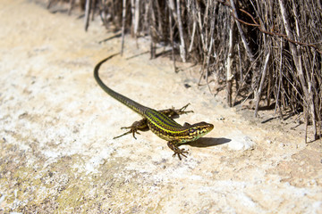 Green lizard on the sand stone in the sun