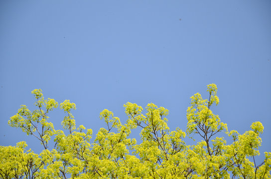 Part of tree top with green leaves enlightened by spring sun with a few flying insects and blue sky as background