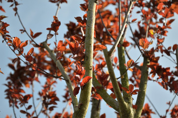 Tree branches with reddish leaves and blue sky