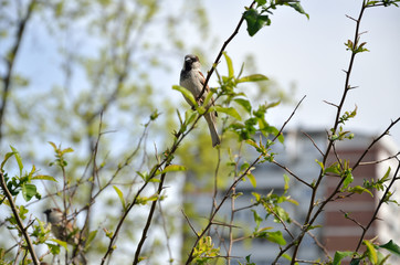 Sparrow (symbol of Belgrade, Serbia) on top of bush branch with residential building in background