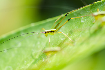 Close up grasshopper on leaf