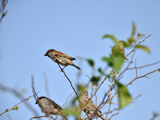 Sparrows on bush branches in spring with blue sky in background